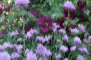 Image of Climatis and chives with liquify filter applied